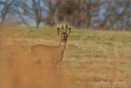 <p>SRNEC OBECNÝ (Capreolus capreolus) Šluknovsko - Valdek --- /European roe deer - Reh/</p>